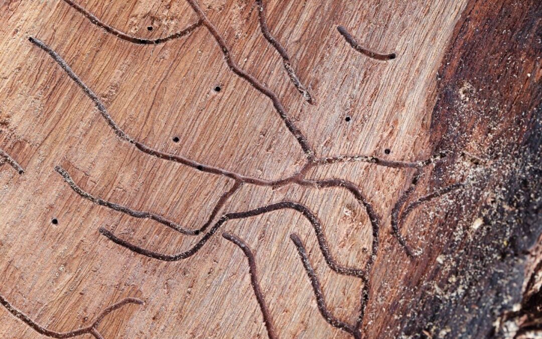 WDO Inspection Florida: Understanding Your Wood Destroying Organism Report