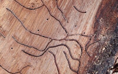 WDO Inspection Florida: Understanding Your Wood Destroying Organism Report
